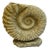 Large Ammonite Shaped Vase, 1980s For Sale