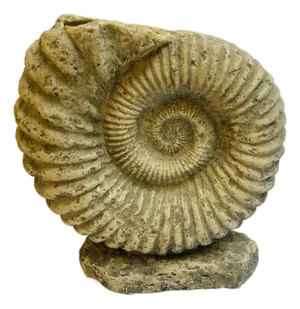Large Ammonite Shaped Vase, 1980s