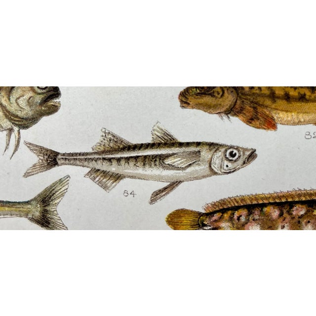 Cream Antique Fish Print From England Featuring Catfish, Tompot, Shanny and Varieties of Blenny & Atherine Fish - Circa 1902 For Sale - Image 8 of 12