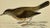 Illustration Antique Hand Colored Bird Print From England Showcasing a Stunning Thrush - Circa 1880 For Sale - Image 3 of 11