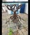 George Dell Inc Twisted Wrought Iron Tree Branch Dining Table Unsigned For Sale - Image 4 of 15
