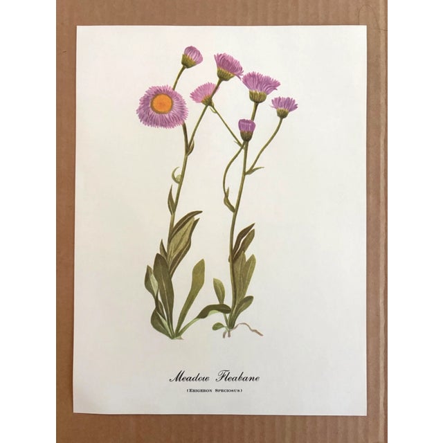 Up for sale is this charming print from an original painting by noted artist Mary Vaux Walcott (1860-1940), matted in an...