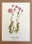 Up for sale is this charming print from an original painting by noted artist Mary Vaux Walcott (1860-1940), matted in an...