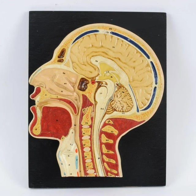Mid-Century Modern Vintage Human Head Cross Section Anatomy Model, 1950s For Sale - Image 3 of 6