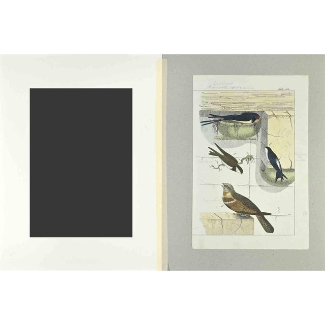Swallows is an Etching hand colored realized by Gotthilf Heinrich von Schubert - Johann Friedrich Naumann, Illustration...