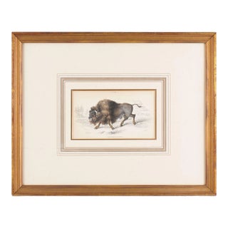 The American Bison by Sir William Jardine, 1843 For Sale