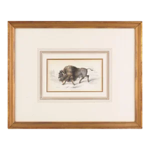 The American Bison by Sir William Jardine, 1843