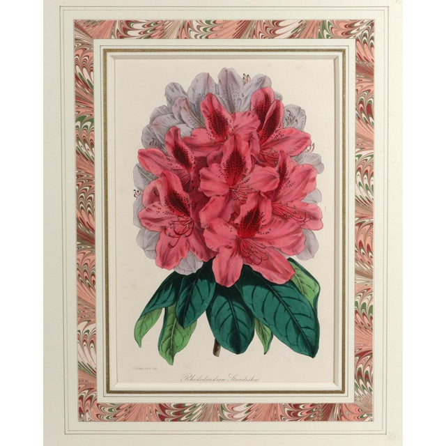 Antique Botanical Prints by Sir Joseph Paxton From the Magazine of Botany For Sale - Image 14 of 17