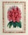 Antique Botanical Prints by Sir Joseph Paxton From the Magazine of Botany For Sale - Image 14 of 17