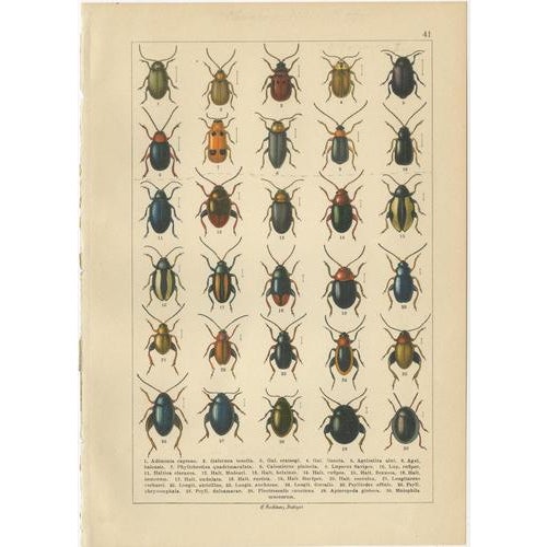 Calwer, Beetles, Chromolithographs, 1893, Set of 8 For Sale - Image 3 of 11