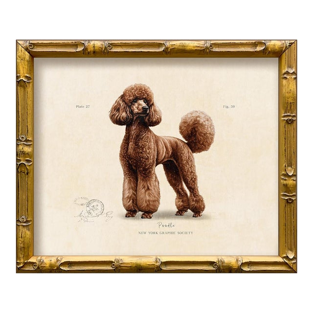 Reproduction Art Print of Vintage "World of Dogs" Illustration (Brown Poodle), Framed For Sale