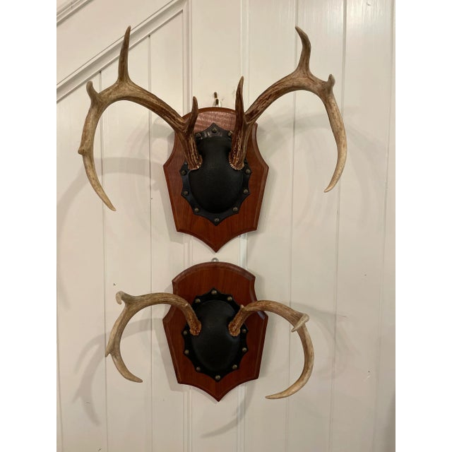 Beautiful mid century pair of deer antlers mounted on a carved wood plaque with black and brass studded center. Fabulous...