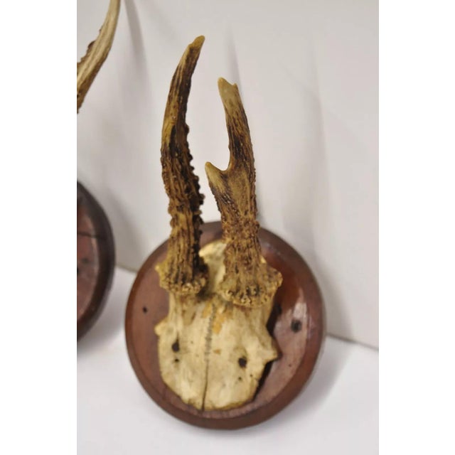 Vintage Roe Deer Skull Mount Antlers Taxidermy Mancave Wall Decor - a Pair For Sale In Philadelphia - Image 6 of 9