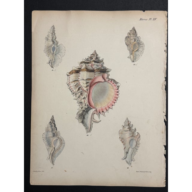 Hand-Colored Antique George Sowerby Engraved Plates Ft. Seashells - Set of 6 For Sale - Image 4 of 11