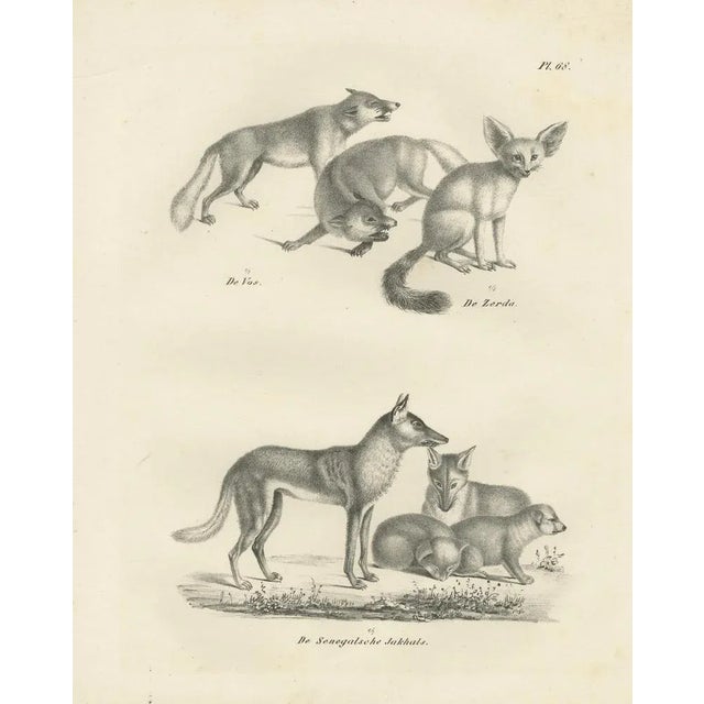 Foxes and Fennec Fox and Senegal Jackal in the Wild, 1836, Lithograph For Sale - Image 9 of 10