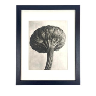 1940s Framed Botanical Blossfeldt Print - No. 30 For Sale