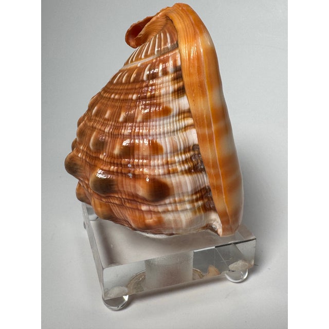 Salmon Coastal Red Helmet Tabletop Shell With Lucite Stand For Sale - Image 8 of 11