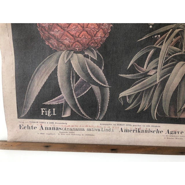 Textile Reproduction Botanical Chart From German Original by Hermann Zippel & Carl Bollmann For Sale - Image 7 of 9