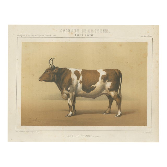 Borie, Breton Ox, French Cattle Breed, 1863, Paper For Sale