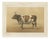 Borie, Breton Ox, French Cattle Breed, 1863, Paper For Sale