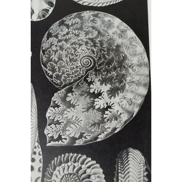 1950s Mid Century Modern Black and White Contemporary Print of Shells, Framed - a Pair For Sale - Image 5 of 9