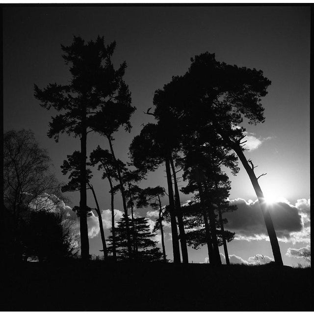 Not Yet Made - Made To Order Paul Cooklin, Treeline, Sutton Hoo, Suffolk, Edition of 50 For Sale - Image 5 of 5