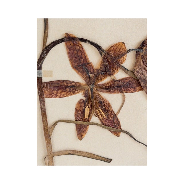 Rustic European Vintage Swedish Herbarium - Fritillaria ~ Checkered Lily, Circa 1937 For Sale - Image 3 of 4