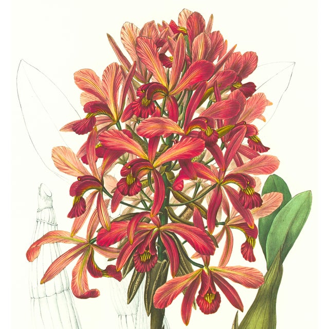 Limited edition reproduction print of one of the most famous botanical works ever produced, "The Orchidaceae of Mexico and...