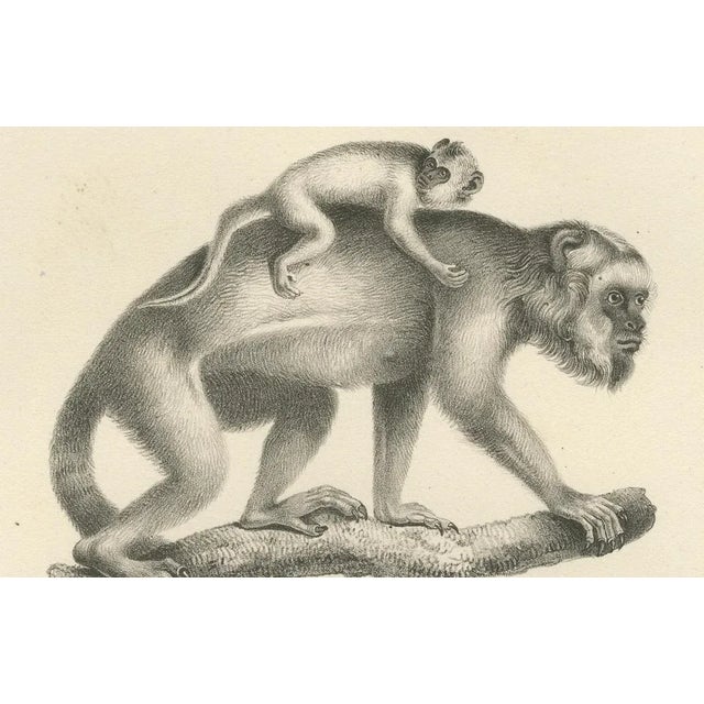C. Last, Forest Devil, Miriki & Long-Bearded Howler Monkeys, 1836, Lithographs, Print For Sale - Image 3 of 8