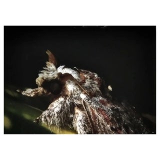 A.H., Nature Image, 1991, Photographic Print For Sale