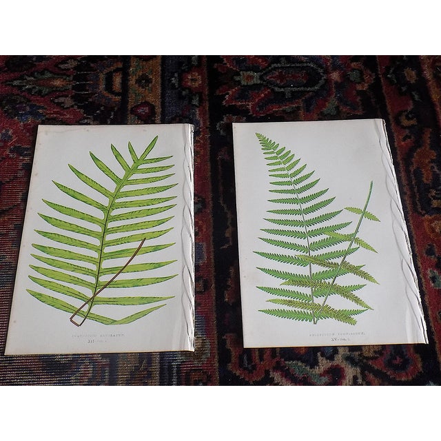Realism Antique 19th Century Botanical Fern Wood Engravings - Set of 12 For Sale - Image 3 of 9