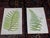 Realism Antique 19th Century Botanical Fern Wood Engravings - Set of 12 For Sale - Image 3 of 9