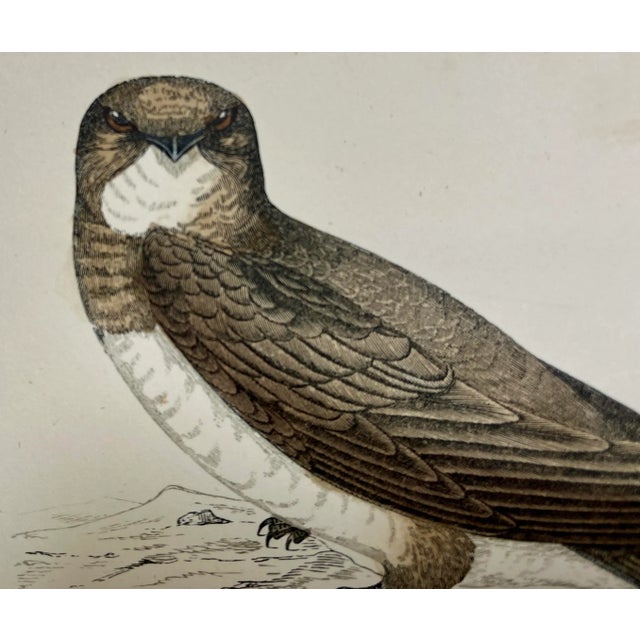 Illustration Antique Bird Print From England Showcasing a Majestic Brown Alpine Swift - Circa 1880 For Sale - Image 3 of 12
