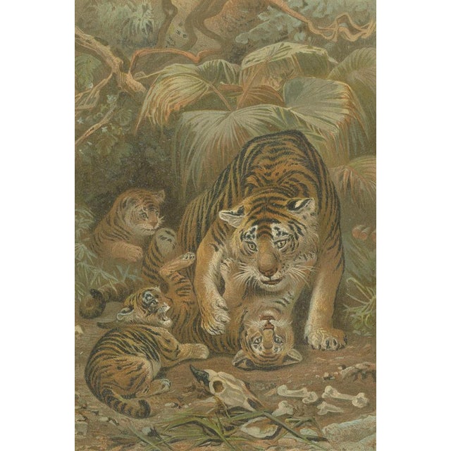 Tigress and Cubs, 1894, Paper For Sale - Image 3 of 9