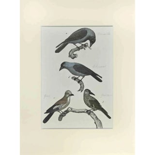 Johann Friedrich Naumann, Crow, Etching, 1840 For Sale