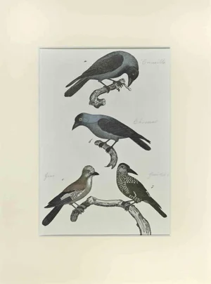 Johann Friedrich Naumann, Crow, Etching, 1840