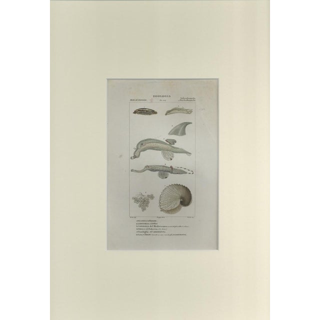 This is one of the illustrations of "Dizionario di scienze naturali" (Natural sciences dictionary) edited by Battelli nel...