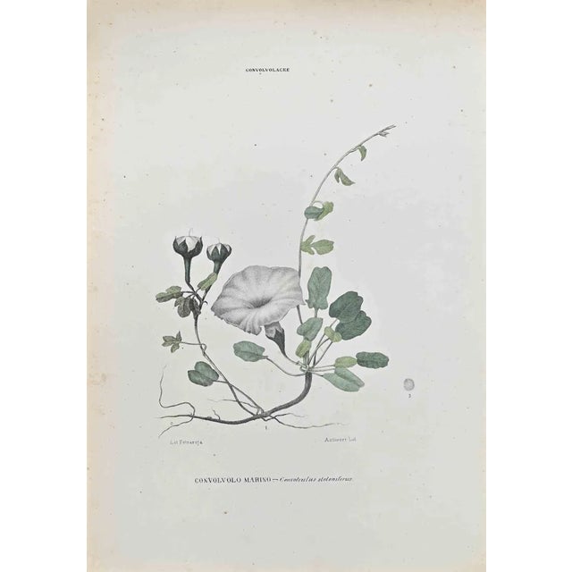 Vincenzo Tenore, Convolvolus Stoloniferus, Lithograph, 1870s For Sale