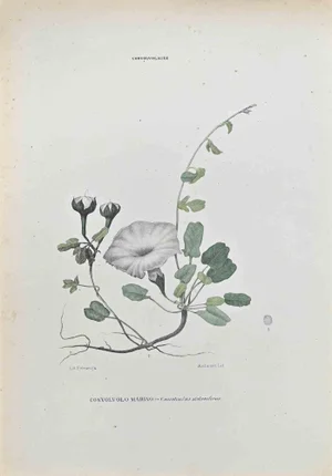 Vincenzo Tenore, Convolvolus Stoloniferus, Lithograph, 1870s