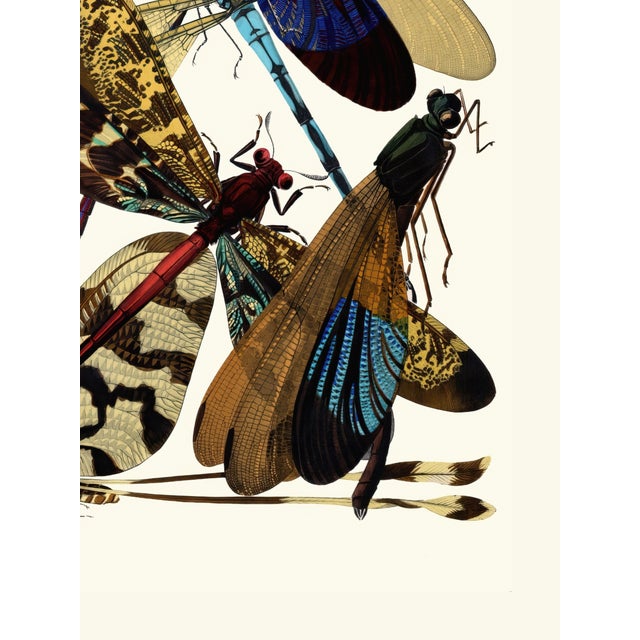 Not Yet Made - Made To Order Dragonfly Insects Plate 02 by Emile-Allain Séguy, Vintage Art Print Reproduction, 18" × 24" For Sale - Image 5 of 6