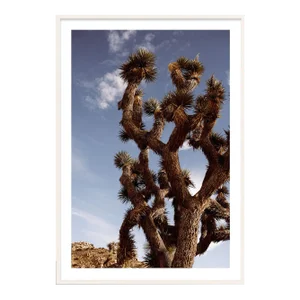 Joshua Tree Desert Photograph - 32" X 48"