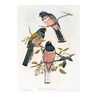 Vintage Tropical Bird Illustration, Bird Art Print Reproduction, 12" X 18" For Sale