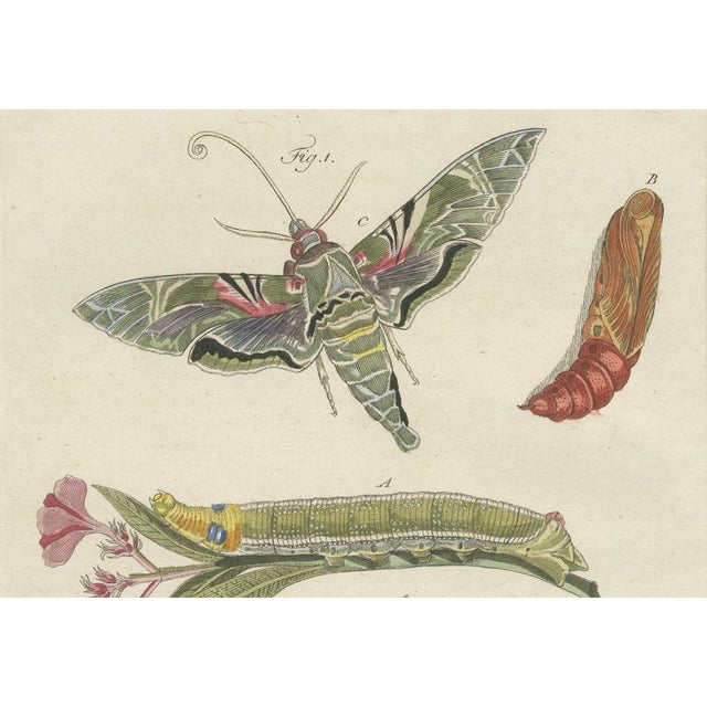 Bertuch, Hawk Moth Life Cycle, 1810, Engravings, Set of 2 For Sale - Image 10 of 14