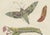 Bertuch, Hawk Moth Life Cycle, 1810, Engravings, Set of 2 For Sale - Image 10 of 14