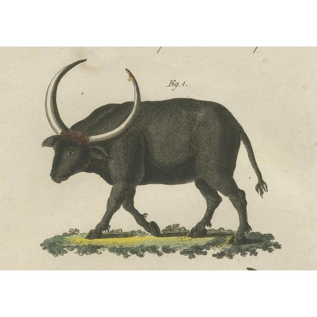 Antique Wild Buffalo and Long Horns Engraving from Bertuch, 1810 For Sale - Image 4 of 10