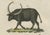 Antique Wild Buffalo and Long Horns Engraving from Bertuch, 1810 For Sale - Image 4 of 10