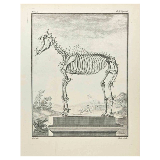Jean Moitte, Skeleton, Etching, 1771 For Sale