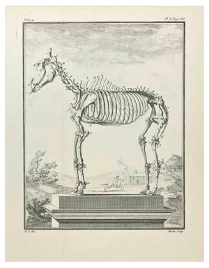 Jean Moitte, Skeleton, Etching, 1771