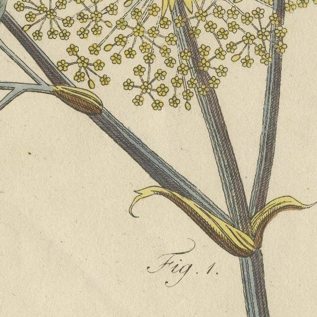 Beige Bertuch, Galbanum and Hungarian Gentian, 1805, Print For Sale - Image 8 of 12