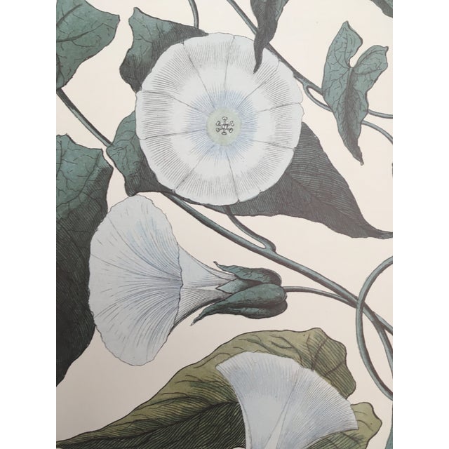 Paper 1990s Morning Glory Blossoms, Royal Kew Botanical Gardens Lithographs - Set of 2 For Sale - Image 7 of 13